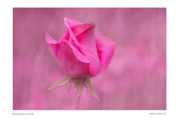Spring Rose In Pink
